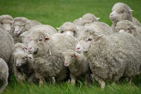 神奇的比耶拉，世界品牌集散地