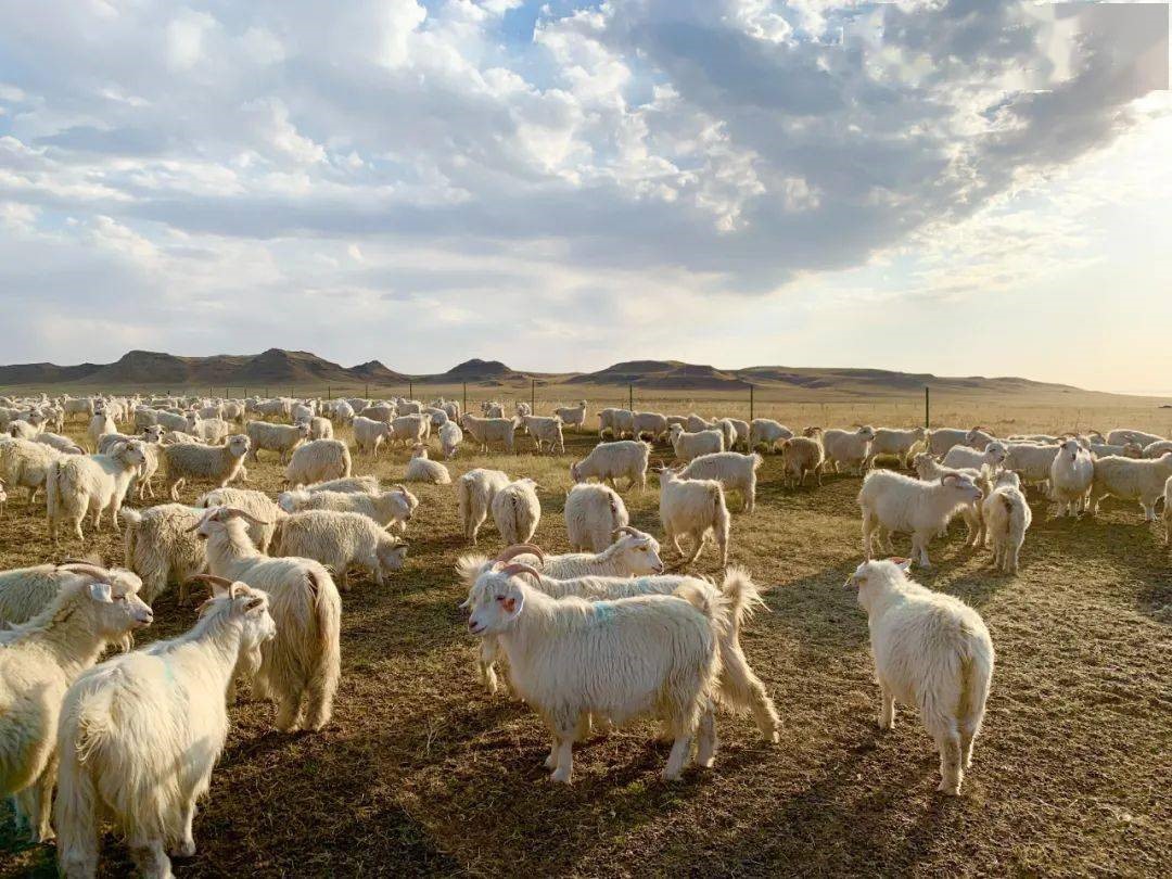 從&ldquo;中國(guó)絨都&rdquo;到&ldquo;世界絨都&rdquo;的驚艷亮相