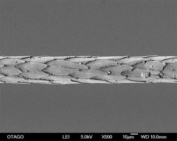 &ldquo;伯麗奴(Perino&trade;)"帚尾袋貂絨混紡紗亮相大灣區(qū)紡博會